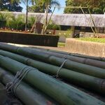 bambus-colhidos-portico