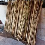 bambus-tratamento-imersao-concluido