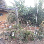 bananeiras-banheiro-atelie-debora