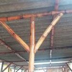 mao-francesa-estrutura-telhado