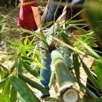 mudas-estaquia-bambu