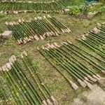 pecas-bambu-geodesica-frequencia-tres