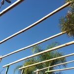 porticos-bambu-tuldoides