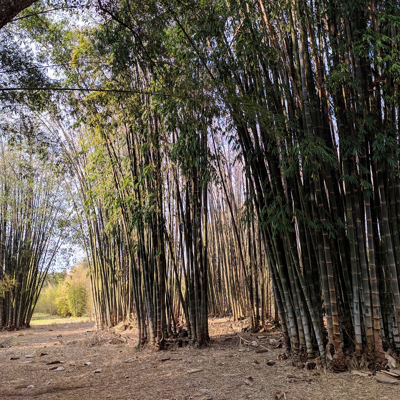 como plantar bambu