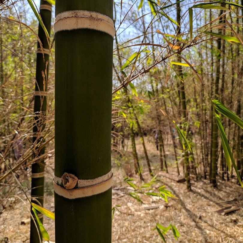 O que é colmo de bambu?